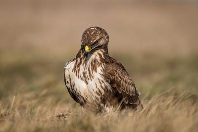 common buzzard standing alone on grass-stock-foto