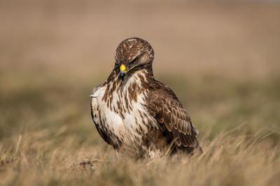 common buzzard standing alone on grass-stock-photo