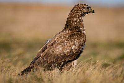 common buzzard standing alone on grass-stock-photo