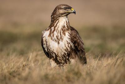 common buzzard standing alone on grass-stock-photo