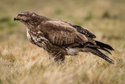 common buzzard standing alone on grass-stock-photo