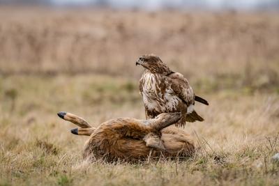common buzzard with dead deer on a meadow-stock-photo