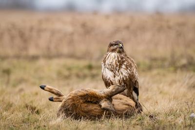 common buzzard with dead deer on a meadow-stock-foto