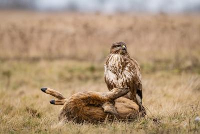 common buzzard with dead deer on a meadow-stock-photo