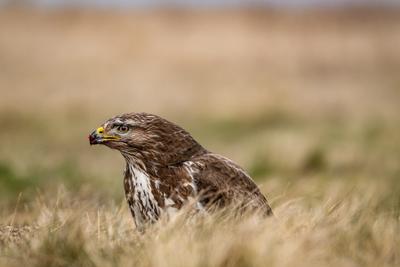 common buzzard standing alone on grass-stock-photo