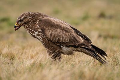 common buzzard standing alone on grass-stock-photo