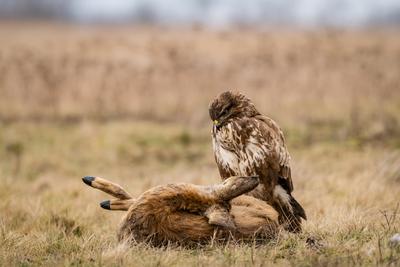 common buzzard with dead deer on a meadow-stock-photo