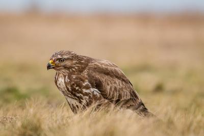 common buzzard standing alone on grass-stock-photo