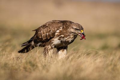 common buzzard standing alone on grass-stock-photo