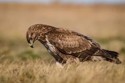 common buzzard standing alone on grass-stock-photo