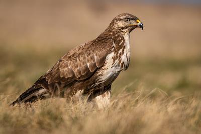 common buzzard standing alone on grass-stock-photo