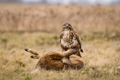 common buzzard with dead deer on a meadow-stock-photo