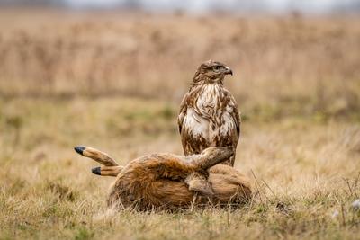 common buzzard with dead deer on a meadow-stock-photo