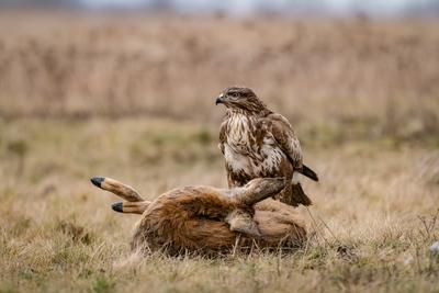 common buzzard with dead deer on a meadow-stock-photo