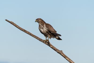 common buzzard standing alone on a tree-stock-foto