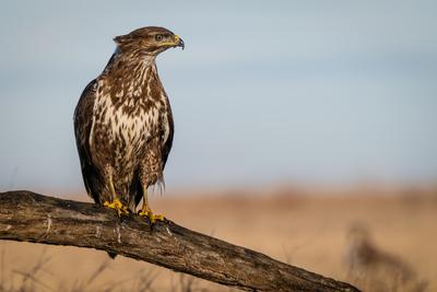 common buzzard standing alone on a tree-stock-foto