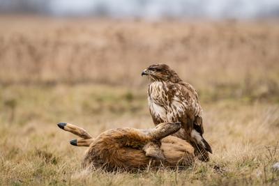 common buzzard with dead deer on a meadow-stock-photo