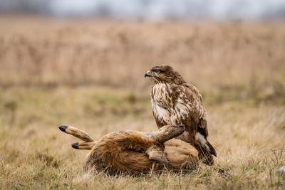 common buzzard with dead deer on a meadow-stock-foto