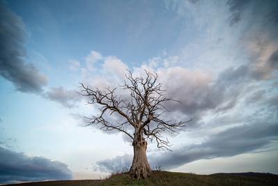 dead tree with cloudy sky-stock-foto