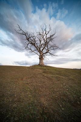 dead tree with cloudy sky-stock-foto