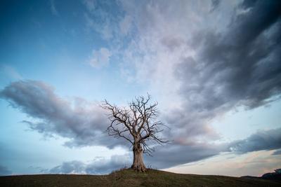 dead tree with cloudy sky-stock-foto