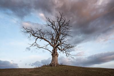 dead tree with cloudy sky-stock-foto