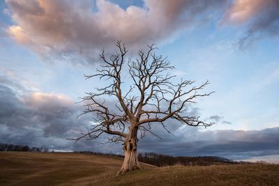 dead tree with cloudy sky-stock-foto