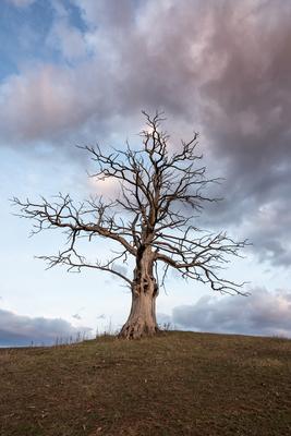 dead tree with cloudy sky-stock-foto