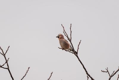 Beautiful Eurasian Jay sitting on tree-stock-foto