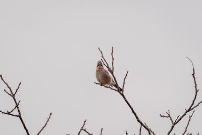 Beautiful Eurasian Jay sitting on tree-stock-foto