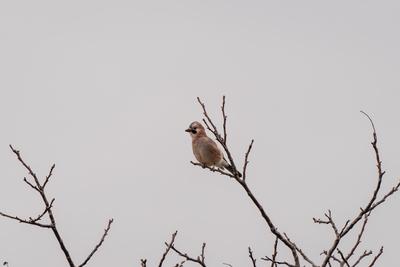 Beautiful Eurasian Jay sitting on tree-stock-foto