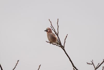 Beautiful Eurasian Jay sitting on tree-stock-foto