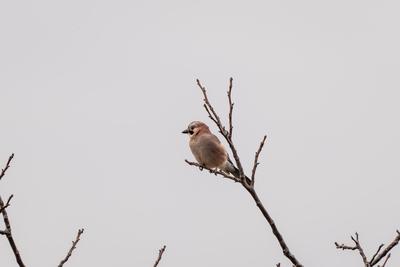 Beautiful Eurasian Jay sitting on tree-stock-foto