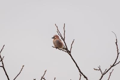 Beautiful Eurasian Jay sitting on tree-stock-foto