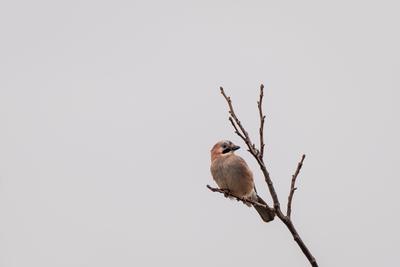 Beautiful Eurasian Jay sitting on tree-stock-foto
