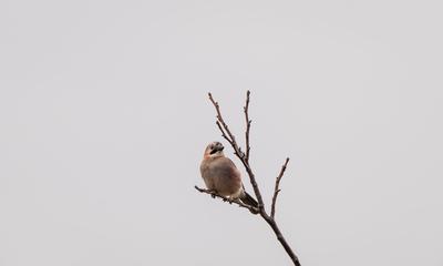 Beautiful Eurasian Jay sitting on tree-stock-foto
