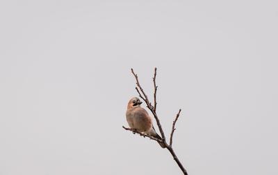 Beautiful Eurasian Jay sitting on tree-stock-foto