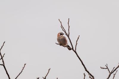 Beautiful Eurasian Jay sitting on tree-stock-foto