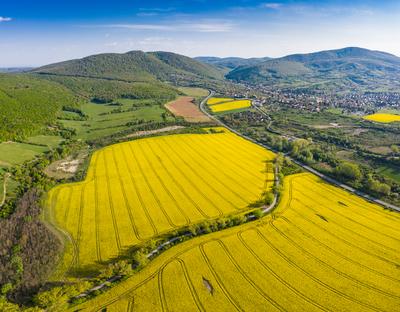 yellow canola field with Mecsek Hills-stock-foto
