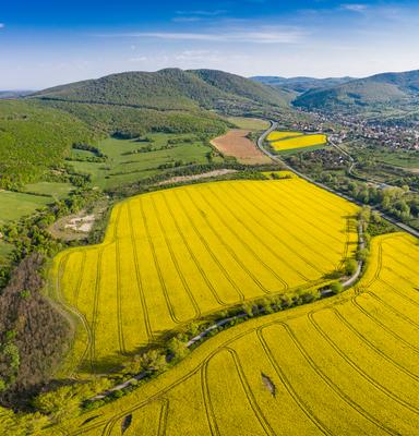 yellow canola field with Mecsek Hills-stock-foto