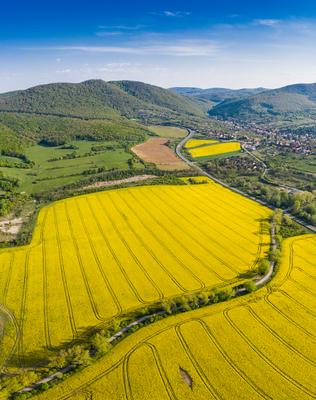 yellow canola field with Mecsek Hills-stock-foto