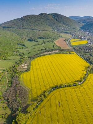 yellow canola field with Mecsek Hills-stock-foto
