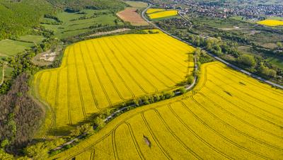 yellow canola field with Mecsek Hills-stock-foto