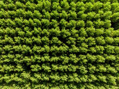 Top down photo from a poplar forest with sunshine-stock-photo