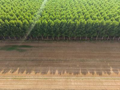 Top down photo from a poplar forest with sunshine-stock-photo