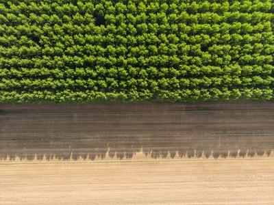 Top down photo from a poplar forest with sunshine-stock-photo