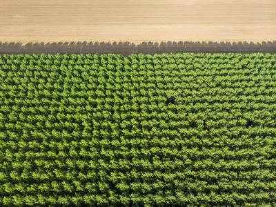 Top down photo from a forest with sunshine-stock-photo