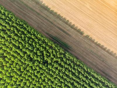 Top down photo from a forest with sunshine-stock-photo