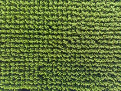 Top down photo from a forest with sunshine-stock-foto