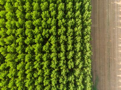 Top down photo from a poplar forest with sunshine-stock-photo